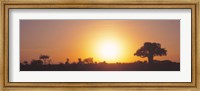 Sunset, Tarangire, Tanzania, Africa Fine Art Print