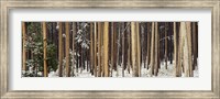 Lodgepole Pines and Snow Grand Teton National Park WY Fine Art Print
