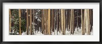 Lodgepole Pines and Snow Grand Teton National Park WY Fine Art Print