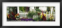 Flowers and picket fence in a garden, La Jolla, San Diego, California, USA Fine Art Print