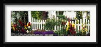 Flowers and picket fence in a garden, La Jolla, San Diego, California, USA Fine Art Print