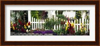 Flowers and picket fence in a garden, La Jolla, San Diego, California, USA Fine Art Print