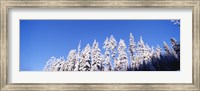 Pine Trees in Winter, Oregon Fine Art Print