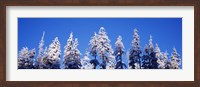 Snow Covered Pine Trees, Oregon Fine Art Print