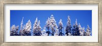 Snow Covered Pine Trees, Oregon Fine Art Print