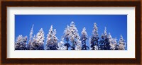 Snow Covered Pine Trees, Oregon Fine Art Print