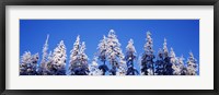 Snow Covered Pine Trees, Oregon Fine Art Print