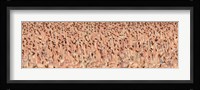 Lesser flamingos Fine Art Print