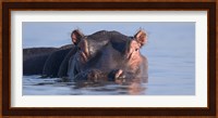 Close-up of a hippopotamus submerged in water Fine Art Print