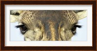 Close-up of a Maasai giraffes eyes Fine Art Print