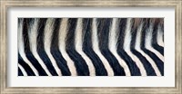 Close-up of a Greveys zebra stripes and mane Fine Art Print