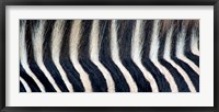 Close-up of a Greveys zebra stripes and mane Fine Art Print