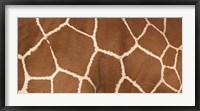 Close-up of a reticulated giraffe markings Fine Art Print