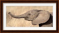 Close-up of a African elephant calf at play Fine Art Print