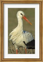 Close-up of an European white stork, Ngorongoro Conservation Area, Arusha Region, Tanzania (Ciconia ciconia) Fine Art Print