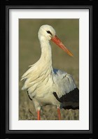 Close-up of an European white stork, Ngorongoro Conservation Area, Arusha Region, Tanzania (Ciconia ciconia) Fine Art Print