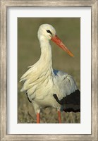 Close-up of an European white stork, Ngorongoro Conservation Area, Arusha Region, Tanzania (Ciconia ciconia) Fine Art Print