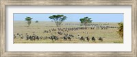 Herd of wildebeest and zebras in a field, Ngorongoro Conservation Area, Arusha Region, Tanzania Fine Art Print