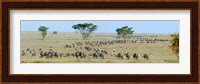 Herd of wildebeest and zebras in a field, Ngorongoro Conservation Area, Arusha Region, Tanzania Fine Art Print