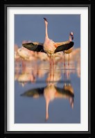 Lesser flamingo wading in water, Lake Nakuru, Kenya (Phoenicopterus minor) Fine Art Print