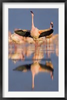 Lesser flamingo wading in water, Lake Nakuru, Kenya (Phoenicopterus minor) Fine Art Print