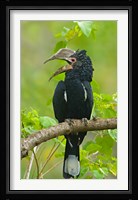 Silvery-cheeked hornbill perching on a branch, Lake Manyara, Arusha Region, Tanzania Fine Art Print