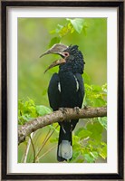 Silvery-cheeked hornbill perching on a branch, Lake Manyara, Arusha Region, Tanzania Fine Art Print