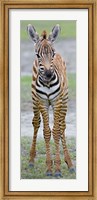 Young zebra, Ngorongoro Conservation Area, Arusha Region, Tanzania Fine Art Print