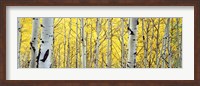 Aspen trees in a forest Fine Art Print