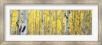 Aspen trees in a forest Fine Art Print