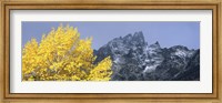 Aspen tree with mountains in background, Mt Teewinot, Grand Teton National Park, Wyoming, USA Fine Art Print