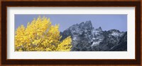 Aspen tree with mountains in background, Mt Teewinot, Grand Teton National Park, Wyoming, USA Fine Art Print