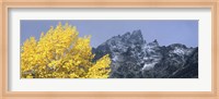 Aspen tree with mountains in background, Mt Teewinot, Grand Teton National Park, Wyoming, USA Fine Art Print