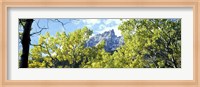 Aspen trees in a forest with mountains in the background, Mt Teewinot, Grand Teton National Park, Wyoming, USA Fine Art Print