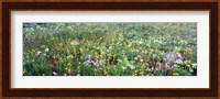 High angle view of wildflowers in a national park, Grand Teton National Park, Wyoming, USA Fine Art Print
