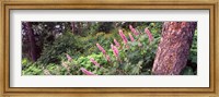 Hollyhock (Alcea rosea) flowers in a national park, Grand Teton National Park, Wyoming, USA Fine Art Print