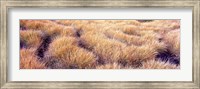 Dry grass in a national park, South Fork Cascade Canyon, Grand Teton National Park, Wyoming, USA Fine Art Print