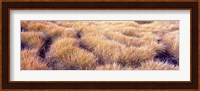 Dry grass in a national park, South Fork Cascade Canyon, Grand Teton National Park, Wyoming, USA Fine Art Print