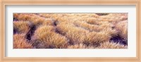 Dry grass in a national park, South Fork Cascade Canyon, Grand Teton National Park, Wyoming, USA Fine Art Print