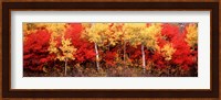 Aspen and Black Hawthorn trees in a forest, Grand Teton National Park, Wyoming Fine Art Print