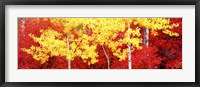 Autumn in a forest, Grand Teton National Park, Wyoming Fine Art Print