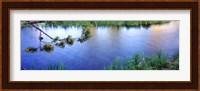 Lodgepole Pine (Pinus contorta) branch near a river, Cottonwood Creek, Grand Teton National Park, Wyoming, USA Fine Art Print