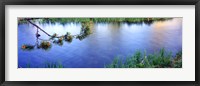 Lodgepole Pine (Pinus contorta) branch near a river, Cottonwood Creek, Grand Teton National Park, Wyoming, USA Fine Art Print