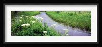 Cow Parsnip (Heracleum maximum) flowers near a stream, Cottonwood Creek, Grand Teton National Park, Wyoming, USA Fine Art Print
