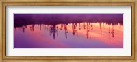 Reflection of plants in a lake at sunrise, Taggart Lake, Grand Teton National Park, Wyoming, USA Fine Art Print