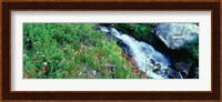 Wildflowers near a stream, Grand Teton National Park, Wyoming, USA Fine Art Print