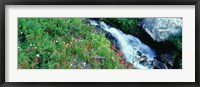Wildflowers near a stream, Grand Teton National Park, Wyoming, USA Fine Art Print