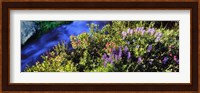 High angle view of Lupine and Spirea flowers near a stream, Grand Teton National Park, Wyoming, USA Fine Art Print