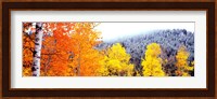 Aspen trees in a forest, Blacktail Butte, Grand Teton National Park, Wyoming, USA Fine Art Print