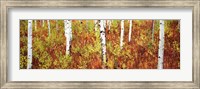 Aspen trees in a forest, Shadow Mountain, Grand Teton National Park, Wyoming, USA Fine Art Print